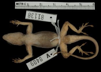 Media type: image; Herpetology R-81138